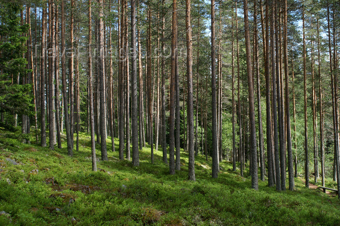 sweden79: Älvdalen, Dalarnas län, Sweden: in the woods of Navardalen - photo by A.Ferrari - (c) Travel-Images.com - Stock Photography agency - Image Bank