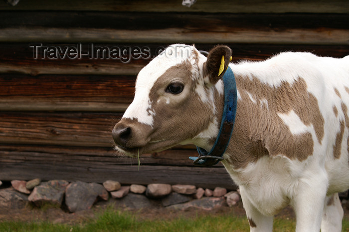 sweden86: Älvdalen, Dalarnas län, Sweden: young cow - ecological farm - photo by A.Ferrari - (c) Travel-Images.com - Stock Photography agency - Image Bank