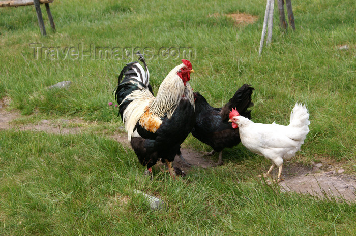 sweden89: Älvdalen, Dalarnas län, Sweden: rooster and chickens - ecological farm - photo by A.Ferrari - (c) Travel-Images.com - Stock Photography agency - Image Bank
