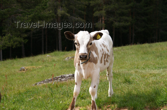 sweden92: Älvdalen, Dalarnas län, Sweden: calf - ecological farm - photo by A.Ferrari - (c) Travel-Images.com - Stock Photography agency - Image Bank