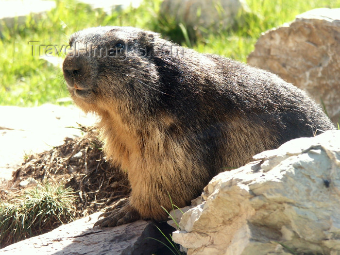 switz240: Switzerland - Rochers de Naye: Alpine Marmot - marmotte - Marmota marmota - animal - mamal - rodent,  family Sciuridae (photo by Christian Roux) - (c) Travel-Images.com - Stock Photography agency - Image Bank