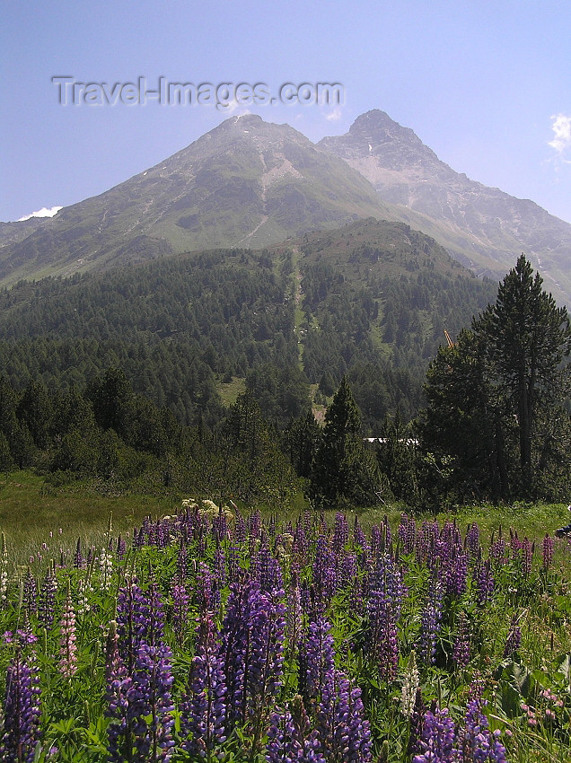 switz322: Switzerland - Maloja / Maloggia - Graubünden / Grigioni canton - flowers and mountains - Engadine valley - photo by J.Kaman - (c) Travel-Images.com - Stock Photography agency - Image Bank