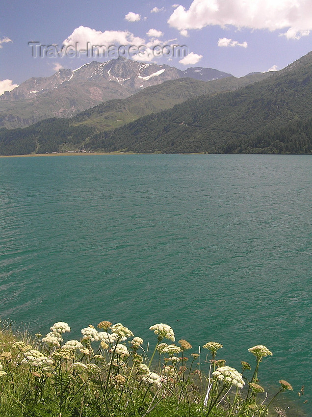 switz323: Switzerland - Maloja / Maloggia - Graubünden / Grigioni canton - flowers and Lake Silvaplana / Silvaplanersee - photo by J.Kaman - (c) Travel-Images.com - Stock Photography agency - Image Bank