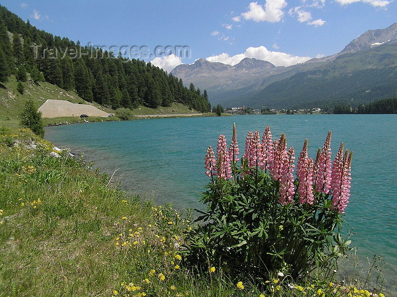 switz328: Switzerland - Maloja / Maloggia - Graubünden / Grigioni canton - shore of Lake Silvaplana / Silvaplaner See - photo by J.Kaman - (c) Travel-Images.com - Stock Photography agency - Image Bank