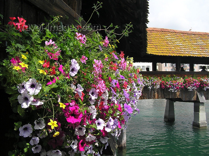 switz355: Switzerland - Luzern / Lucerne: Flower detail of Chapel bridge - photo by J.Kaman - (c) Travel-Images.com - Stock Photography agency - Image Bank