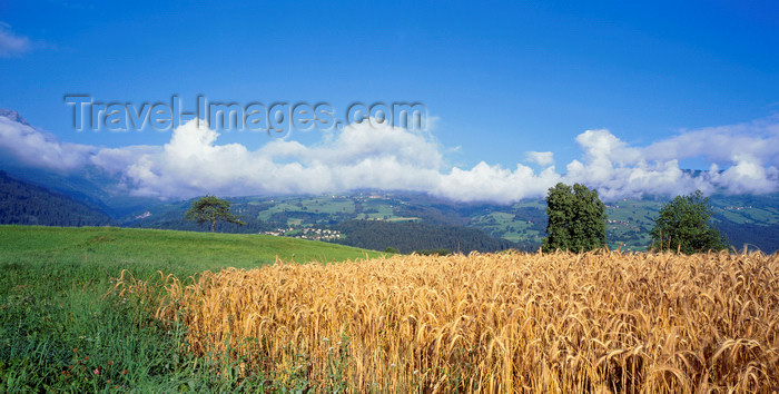 switz385: Switzerland - Thusis, Graubünden / Grisons: wheat field - Hinterrhein valley - photo by W.Allgower - (c) Travel-Images.com - Stock Photography agency - Image Bank