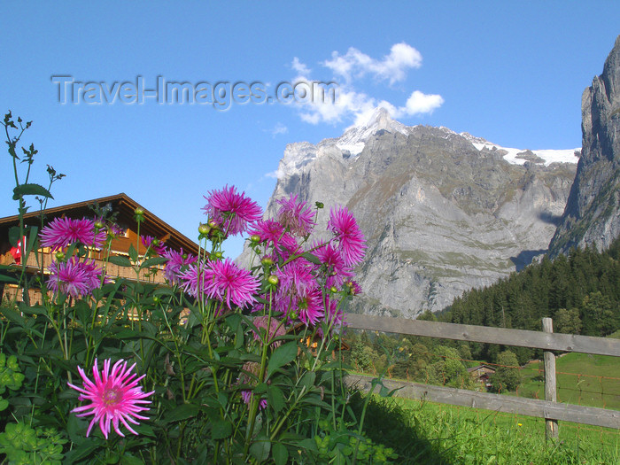 switz387: Wengen, Berner Oberland, Switzerland: chalet, pink flowers and mountains - photo by E.Keren - (c) Travel-Images.com - Stock Photography agency - Image Bank