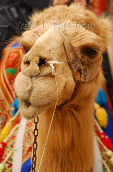 syria230: Palmyra / Tadmor, Homs governorate, Syria: camel close up - photo by M.Torres / Travel-Images.com - (c) Travel-Images.com - Stock Photography agency - Image Bank