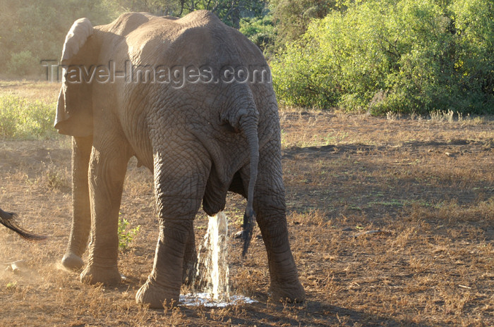 tanzania100: Tanzania - Toilet stop for an elephant in Lake Manyara National Park - photo by A.Ferrari - (c) Travel-Images.com - Stock Photography agency - Image Bank