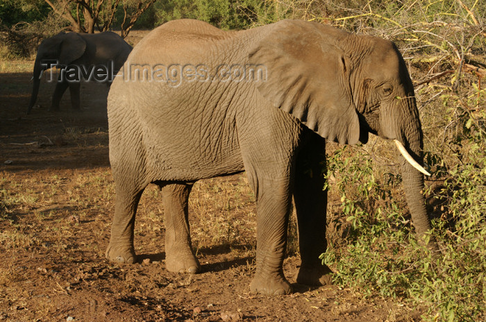 tanzania101: Tanzania - Elephant in Lake Manyara National Park - photo by A.Ferrari - (c) Travel-Images.com - Stock Photography agency - Image Bank