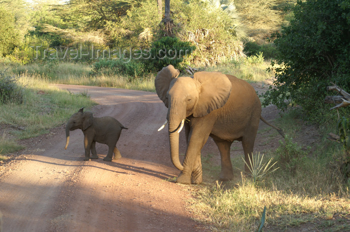 tanzania102: Tanzania - Elephant with a baby in Lake Manyara National Park - photo by A.Ferrari - (c) Travel-Images.com - Stock Photography agency - Image Bank