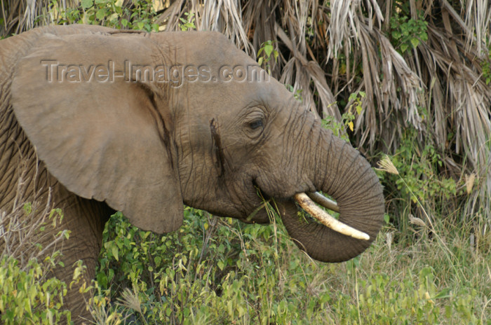 tanzania103: Tanzania - Elephant having lunch in Lake Manyara National Park - photo by A.Ferrari - (c) Travel-Images.com - Stock Photography agency - Image Bank