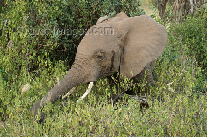 tanzania104: Tanzania - Elephant feeding in Lake Manyara National Park - photo by A.Ferrari - (c) Travel-Images.com - Stock Photography agency - Image Bank