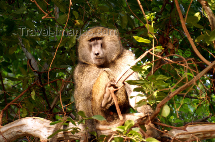 tanzania105: Tanzania - Baboon on a tree in Lake Manyara National Park - photo by A.Ferrari - (c) Travel-Images.com - Stock Photography agency - Image Bank