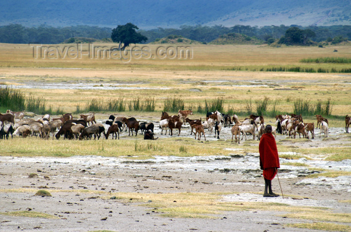 tanzania108: Tanzania - Masai shepherd in Ngorongoro Crater - photo by A.Ferrari - (c) Travel-Images.com - Stock Photography agency - Image Bank