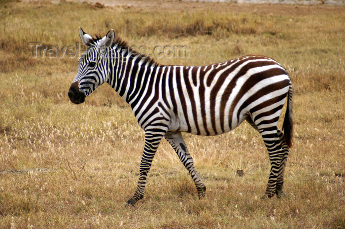 tanzania110: Tanzania - Zebra in Ngorongoro Crater - photo by A.Ferrari - (c) Travel-Images.com - Stock Photography agency - Image Bank