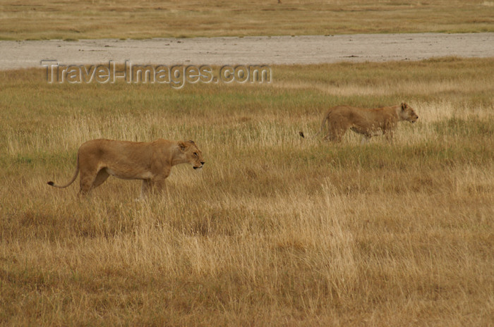 tanzania111: Tanzania - Lions in Ngorongoro Crater - photo by A.Ferrari - (c) Travel-Images.com - Stock Photography agency - Image Bank