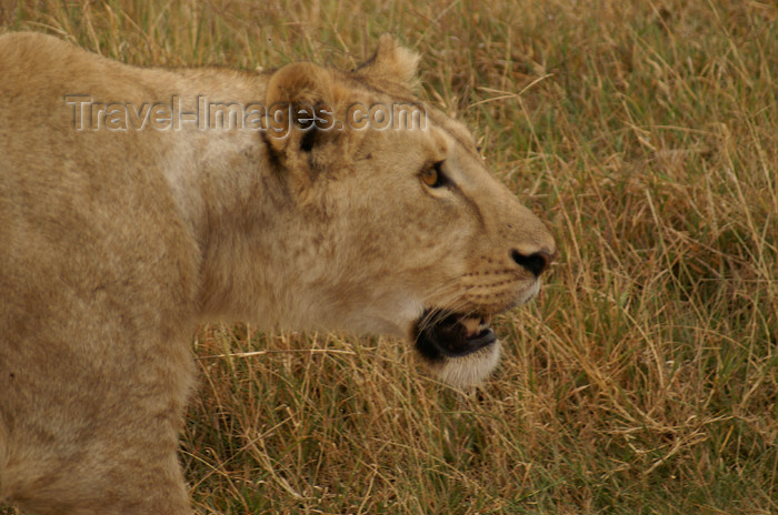tanzania112: Tanzania - Lioness (close view) in Ngorongoro Crater - photo by A.Ferrari - (c) Travel-Images.com - Stock Photography agency - Image Bank
