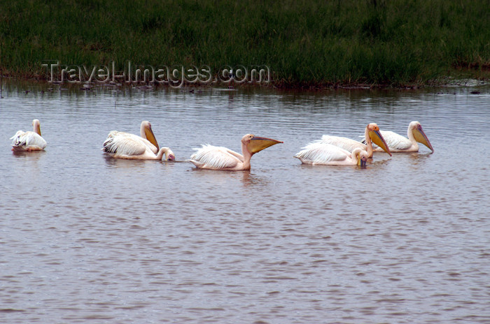 tanzania113: Tanzania - Pelikans in Ngorongoro Crater - photo by A.Ferrari - (c) Travel-Images.com - Stock Photography agency - Image Bank