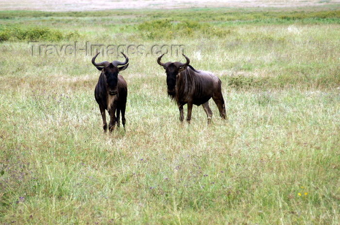 tanzania114: Tanzania - Wildebeests in Ngorongoro Crater - photo by A.Ferrari - (c) Travel-Images.com - Stock Photography agency - Image Bank
