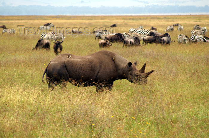 tanzania116: Tanzania - Black Rhinoceros in Ngorongoro Crater - photo by A.Ferrari - (c) Travel-Images.com - Stock Photography agency - Image Bank