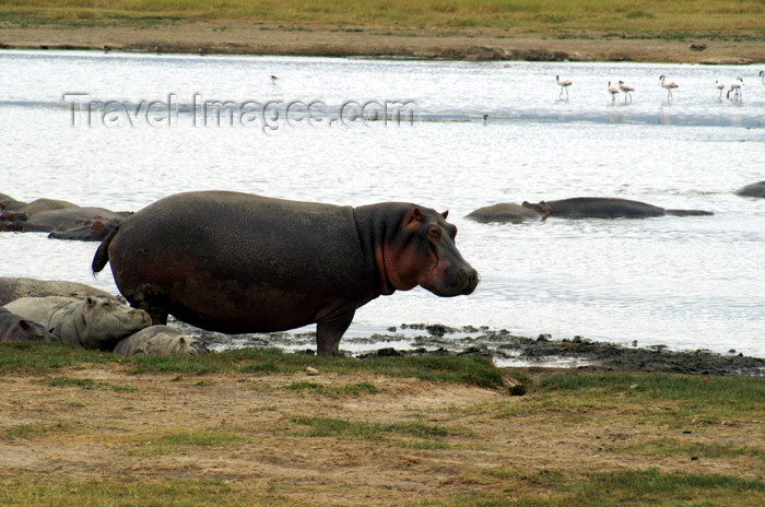tanzania118: Tanzania - Hippopotamus on land in Ngorongoro Crater - photo by A.Ferrari - (c) Travel-Images.com - Stock Photography agency - Image Bank