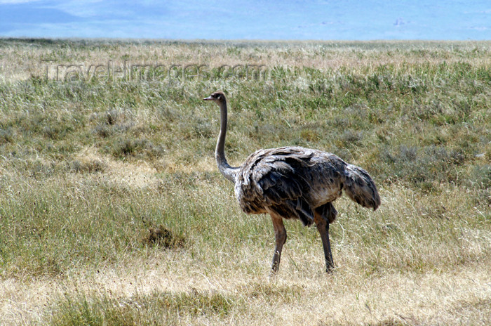 tanzania119: Tanzania - Female Ostrich in Ngorongoro Crater - photo by A.Ferrari - (c) Travel-Images.com - Stock Photography agency - Image Bank