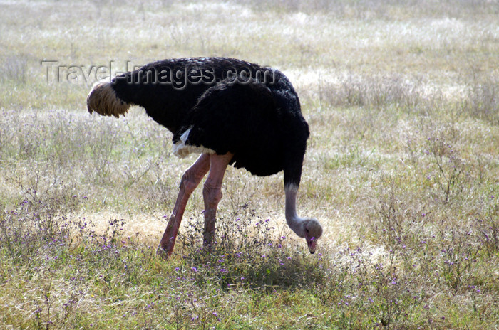 tanzania122: Tanzania - Male Ostrich in Ngorongoro Crater - photo by A.Ferrari - (c) Travel-Images.com - Stock Photography agency - Image Bank