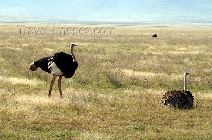 tanzania123: Tanzania - couple of Ostriches in Ngorongoro Crater - photo by A.Ferrari - (c) Travel-Images.com - Stock Photography agency - Image Bank