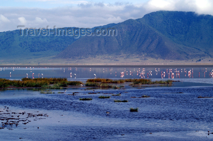 tanzania124: Tanzania - Flamingos on the Magadi Lake, Ngorongoro Crater - photo by A.Ferrari - (c) Travel-Images.com - Stock Photography agency - Image Bank