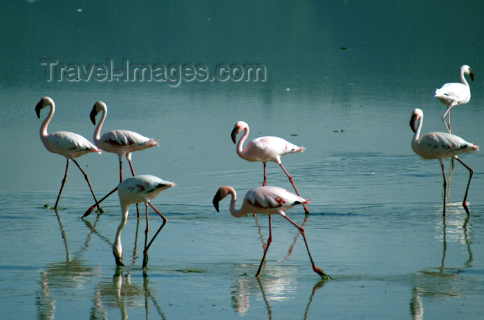 tanzania126: Tanzania - Flamingos on the Magadi Lake, Ngorongoro Crater - photo by A.Ferrari - (c) Travel-Images.com - Stock Photography agency - Image Bank