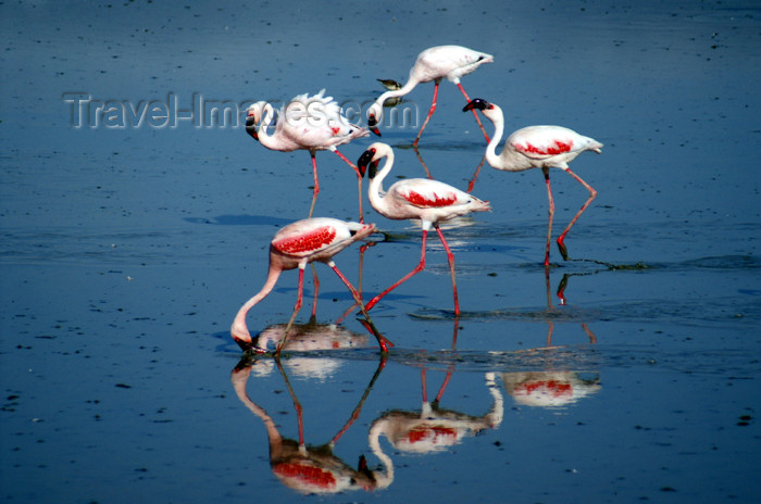 tanzania127: Tanzania - Flamingos on the Magadi Lake, Ngorongoro Crater - photo by A.Ferrari - (c) Travel-Images.com - Stock Photography agency - Image Bank
