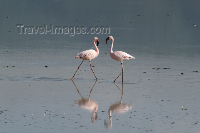 tanzania128: Tanzania - Flamingos on the Magadi Lake, Ngorongoro Crater - photo by A.Ferrari - (c) Travel-Images.com - Stock Photography agency - Image Bank