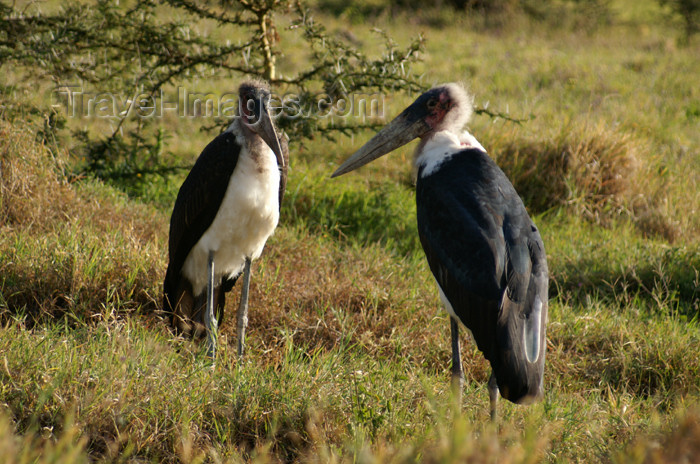 tanzania129: Tanzania - Marabou storks, Leptoptilos crumeniferus - in Ngorongoro Crater - photo by A.Ferrari - (c) Travel-Images.com - Stock Photography agency - Image Bank