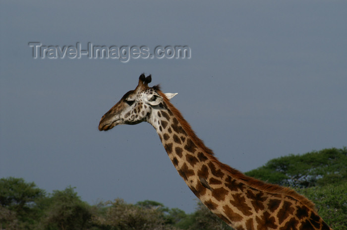 tanzania145: Tanzania - Giraffe- close - in Serengeti National Park - photo by A.Ferrari - (c) Travel-Images.com - Stock Photography agency - Image Bank