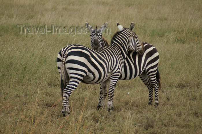 tanzania147: Tanzania - Zebras looking after each other, Serengeti National Park - photo by A.Ferrari - (c) Travel-Images.com - Stock Photography agency - Image Bank