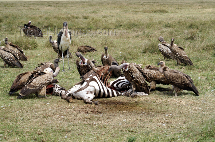 tanzania148: Tanzania - Vultures having zebra for lunch, Serengeti National Park - photo by A.Ferrari - (c) Travel-Images.com - Stock Photography agency - Image Bank