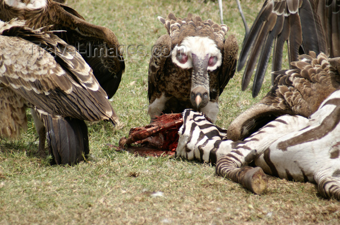 tanzania149: Tanzania - Vultures devouring a zebra, Serengeti National Park - photo by A.Ferrari - (c) Travel-Images.com - Stock Photography agency - Image Bank