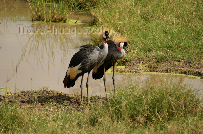 tanzania150: Tanzania - Crowned Cranes - regulorum gibbericeps, Serengeti National Park - photo by A.Ferrari - (c) Travel-Images.com - Stock Photography agency - Image Bank