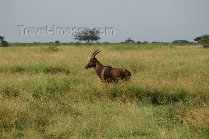 tanzania151: Tanzania - Kudu - Tragelaphus strepsiceros, in Serengeti National Park - photo by A.Ferrari - (c) Travel-Images.com - Stock Photography agency - Image Bank