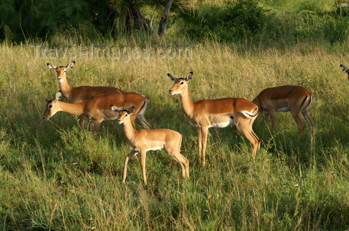 tanzania152: Tanzania - Antelopes in Serengeti National Park - photo by A.Ferrari - (c) Travel-Images.com - Stock Photography agency - Image Bank