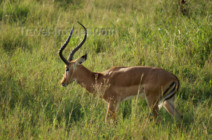 tanzania153: Tanzania - Grant's gazelle - Gazella granti lacuum, Serengeti National Park - photo by A.Ferrari - (c) Travel-Images.com - Stock Photography agency - Image Bank