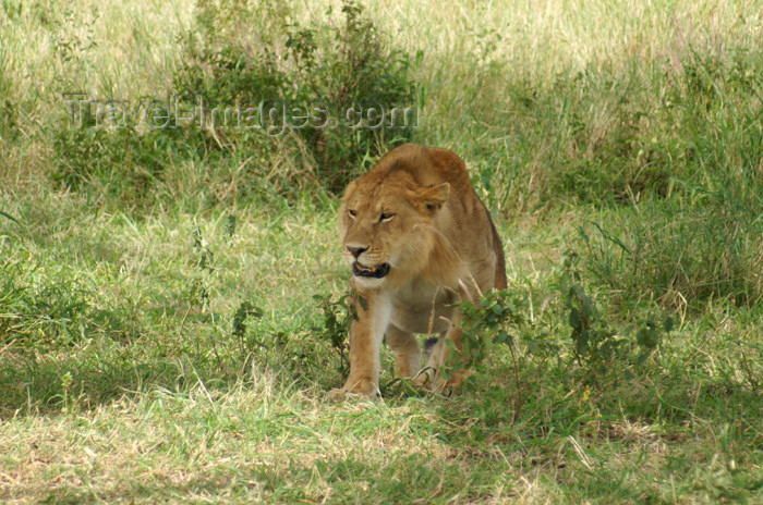 tanzania154: Tanzania - Young lion in Serengeti National Park - photo by A.Ferrari - (c) Travel-Images.com - Stock Photography agency - Image Bank