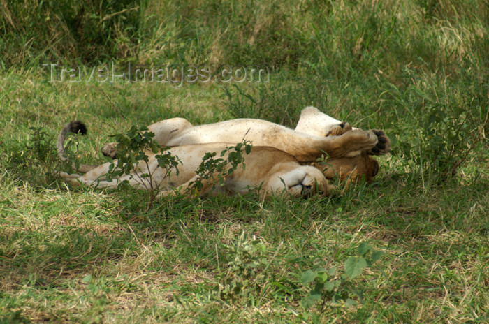 tanzania155: Tanzania - Young lion rolling in the grass, Serengeti National Park - photo by A.Ferrari - (c) Travel-Images.com - Stock Photography agency - Image Bank