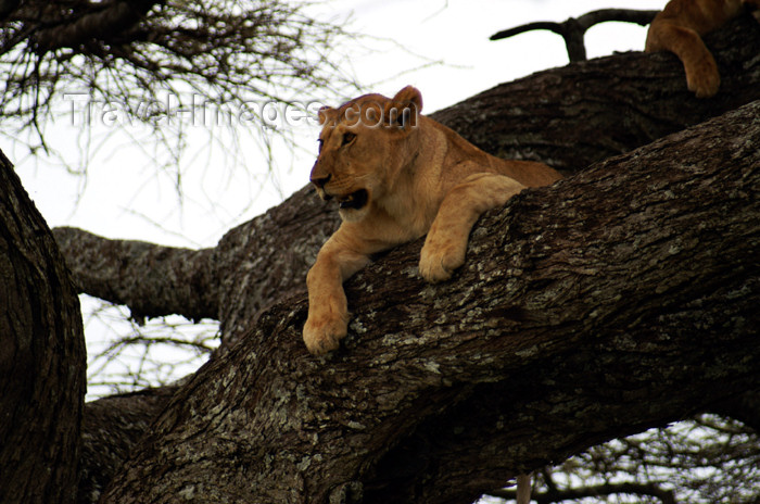 tanzania157: Tanzania - Lion in a tree, Serengeti National Park - photo by A.Ferrari - (c) Travel-Images.com - Stock Photography agency - Image Bank