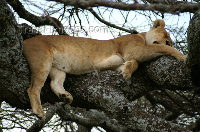 tanzania158: Tanzania - Lion sleeping in a tree, Serengeti National Park - photo by A.Ferrari - (c) Travel-Images.com - Stock Photography agency - Image Bank