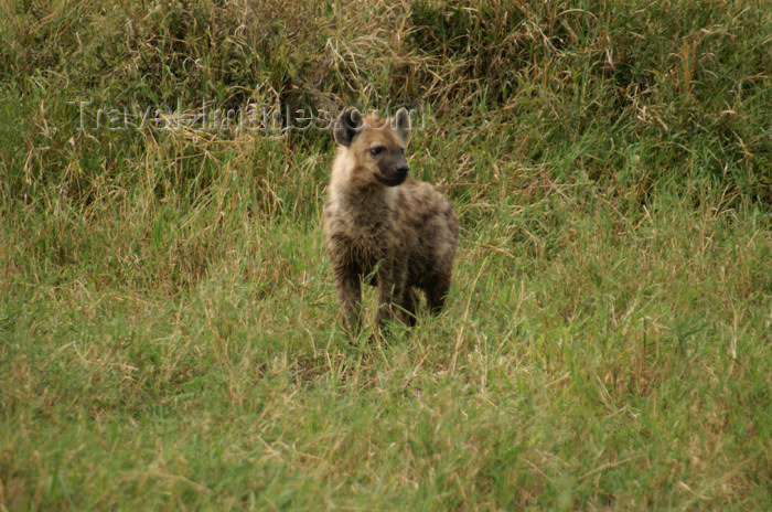 tanzania159: Tanzania - Hyena in Serengeti National Park - photo by A.Ferrari - (c) Travel-Images.com - Stock Photography agency - Image Bank