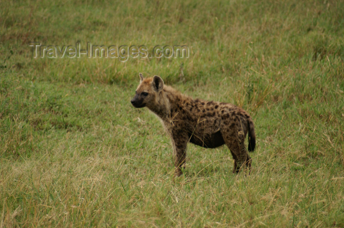 tanzania160: Tanzania - Hyena in Serengeti National Park - photo by A.Ferrari - (c) Travel-Images.com - Stock Photography agency - Image Bank