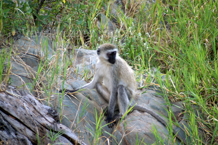 tanzania161: Tanzania - Vervet Monkey on a rock, Chlorocebus pygerythrus - in Serengeti National Park - photo by A.Ferrari - (c) Travel-Images.com - Stock Photography agency - Image Bank