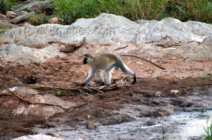 tanzania162: Tanzania - Vervet Monkey, Chlorocebus pygerythrus - in Serengeti National Park - photo by A.Ferrari - (c) Travel-Images.com - Stock Photography agency - Image Bank